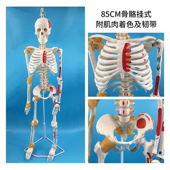 人体模型(脊柱) 椎骨和骶骨T8 脊柱模型– Nasco Healthcare