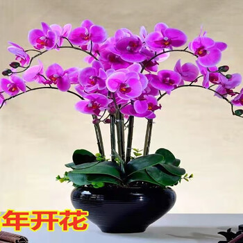 藍釉開片八方鉢 盆栽 多肉菖蒲盆栽 植木鉢 景德镇 装饰品 工艺品 置物 960px-景德镇窑蓝地金彩三管葫芦