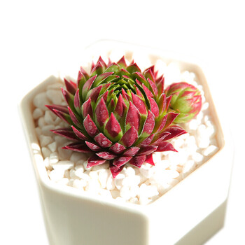 橘子球 长生草多肉植物办公室盆栽 橘子球:2-3cm 裸根不带土