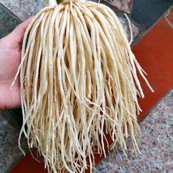 云南产苤菜根 撇菜根 大韭菜根 新鲜肥嫩菜根 可种凉拌腌菜 5斤