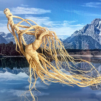 69年野山参超大老山参林下参长白山人参野生人参干参一等人参送礼69年