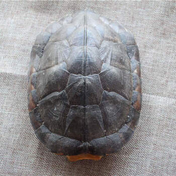 知南天然真龟壳乌龟壳文玩把玩金钱小龟壳风水摆件完整金钱乌龟壳350