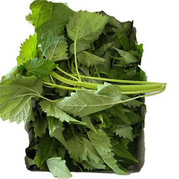 四川新鲜藿香叶 鱼香叶 鱼香菜藿香苗草做菜 果浓霍香叶子 精选1斤