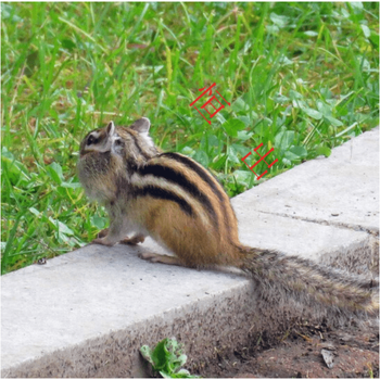 采缇花栗鼠活体超萌宠物雪地松鼠活物包活儿童宠物松鼠网红雪地加粮