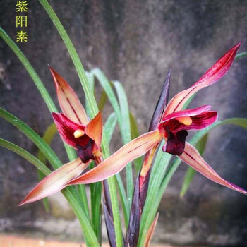兰花春兰红素价格报价行情- 京东