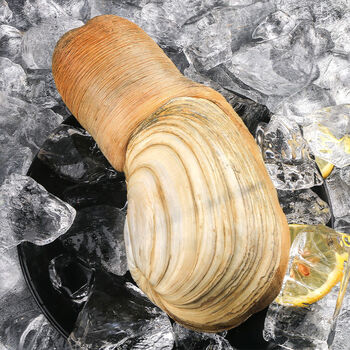 鲜活象拔蚌鲜蚌海鲜日料刺身鲜活大象鼻象牙蚌2斤脆甜 一只(2斤)