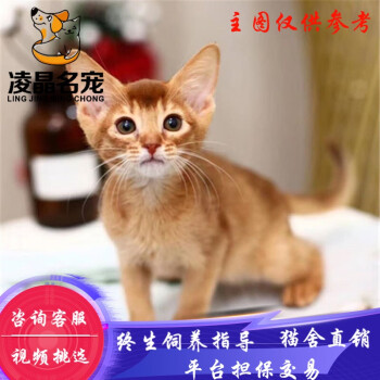 阿比西尼亚猫- 京东