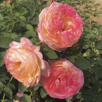 藤本月季蔷薇花苗大花浓香庭院爬藤花卉盆栽阳台四季开花绿植詹森30cm