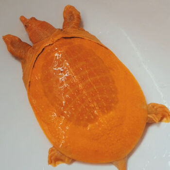 荣郁13-14厘米黄金鳖变异宠物深水甲鱼黄金甲黄化鳖黄金甲鱼鳌变异鳖 