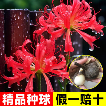 曼珠沙华花种价格报价行情- 京东