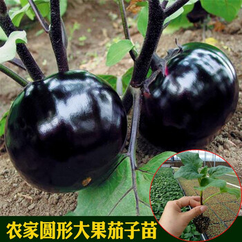 自然之星茄瓜价格报价行情- 京东