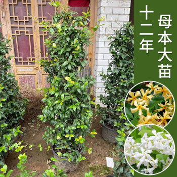 茉莉花别墅品牌及商品- 京东