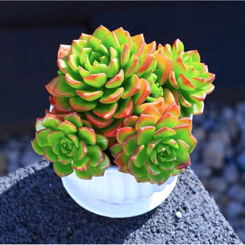 粉色紫雾多肉植物老桩绿植花卉组合盆栽阳台室内罕见稀有品种肉肉