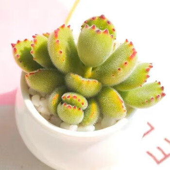 多肉熊童子价格报价行情- 京东