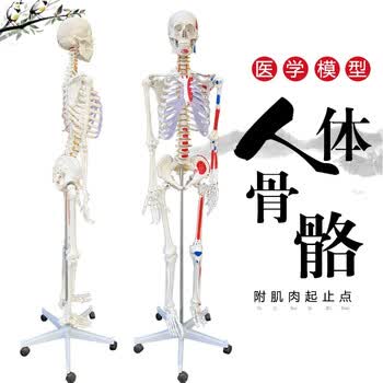 人体脊椎模型品牌及商品- 京东