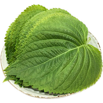 新鲜苏子叶农家多种规格烤肉叶料理绿色蔬菜紫苏菜叶 新鲜发货1斤装