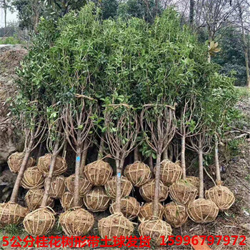 丹桂红桂花状元红朱砂金桂四季桂桂花树苗大树庭院盆栽征地桂花树丹桂状元红2厘米粗不含盆 图片价格品牌报价 京东