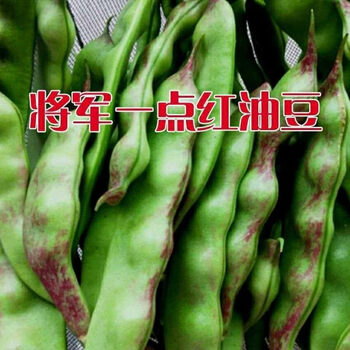 油豆角5公斤 O1CN01WRc9sK2BQ6ihTwICz_!!