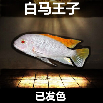 慈鯛魚活體三湖馬鯛活魚非洲王子熱帶魚巖棲中小型淡水魚觀賞魚 白馬