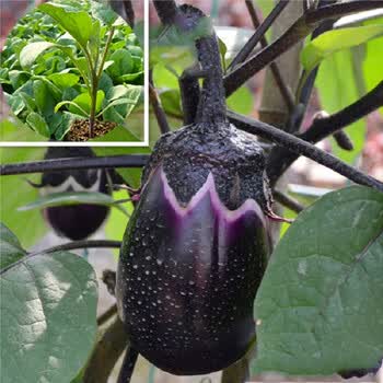 茄瓜 Chinese Eggplant (1.5lbs) ｜ 大统华超级市场