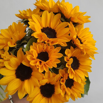 小太阳向日葵小花 花努力品牌 云南冷链直发 10枝/扎 c级 45cm-50cm