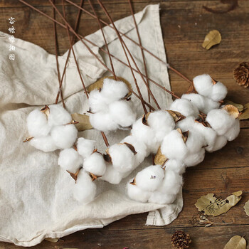 莱伏邦达生花干棉花干树枝干花diy花束装饰真花拍照拍摄道具摆白默认1