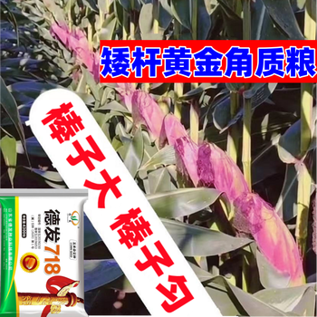 夏播抗病抗倒抗旱耐涝玉米 种三分地1000粒原装 矮杆大棒德发718国审