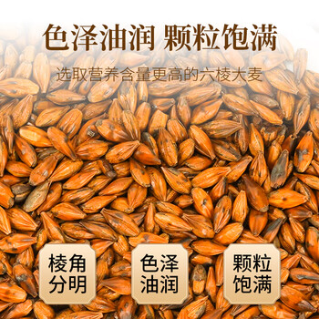 朕皇北京同仁堂大麦茶特级正品精选大粒烘焙浓香搭回奶宝断奶退奶250g