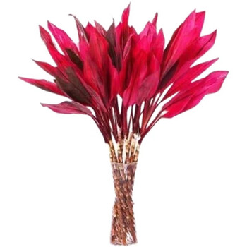 中梦富贵竹水培植物紫竹转运竹室内水养绿植客厅盆栽 紫叶竹60厘米10