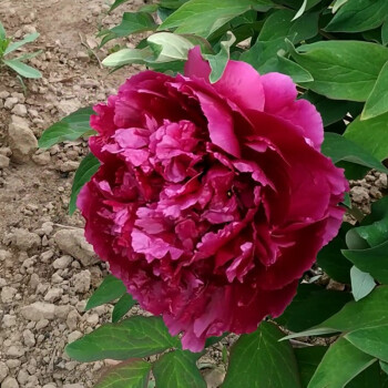 大花帶芽孢花卉洛陽多色牡丹叢生庭院植物盆栽多年生不含盆 百園紅霞