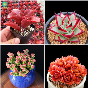 朱莲多肉植物组合盆栽老桩稀有品种室内花卉绿植好养肉肉防辐射朱莲