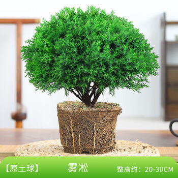 雾松盆栽黄金雾凇盆景四季常青植物客厅办公桌面绿植室内花卉好养