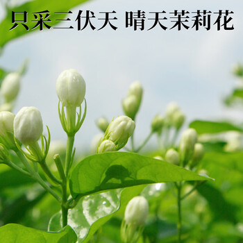 中茶 茉莉花茶特级茶叶川派茉莉飘雪180g罐装浓香型花草茶伴手茶礼