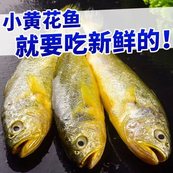 顺鑫贝黄花鱼新鲜冷冻纯黄鱼小黄鱼海鲜水产批发鲜活鱼整箱6斤小