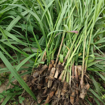 无毛甜象草3号新型皇竹草种苗巨菌草种籽四季多年生高产耐寒牧草新型
