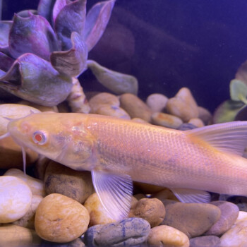 白子大鱗䰾赤目淡水紅銀鱈魚苗原生觀賞魚 10-12釐米10條【圖片 價格