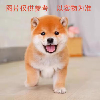 小狗狗价格报价行情- 京东