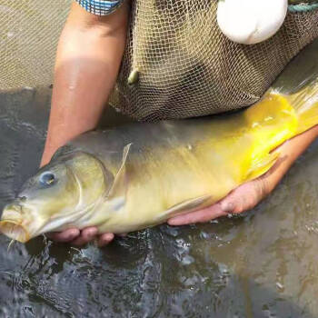 流连湾三道鳞新鲜淡水鱼无肌间刺肉质细嫩金宝鱼活鱼宰杀净重发货江浙