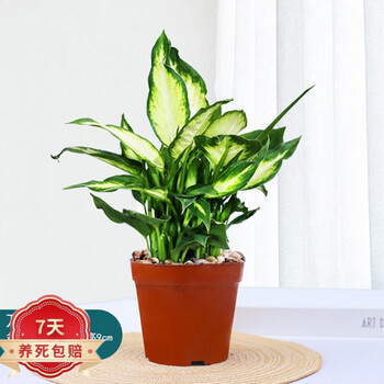 植物万年青图片- 京东