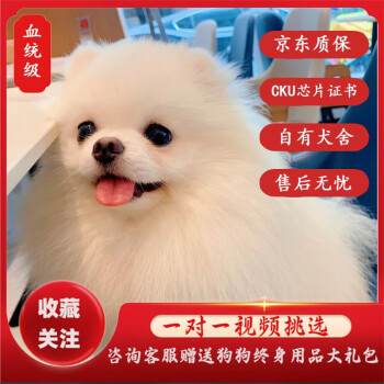 哈多利系博美犬品牌及商品- 京东