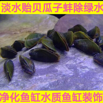 淡水贻贝价格报价行情 京东