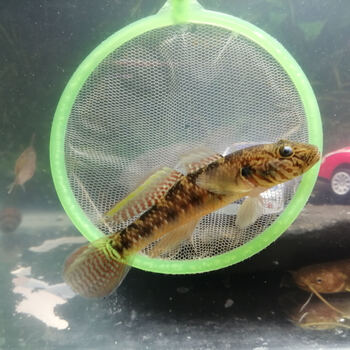 荣郁虾虎鱼李氏虾虎白面溪唇子陵虾虎冷水鱼溪流鱼活体鱼观赏鱼子陵