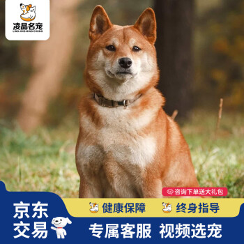 Amazon.co.jp: 秋田犬 写真集合 名犬(山崎 響 白州 検索用