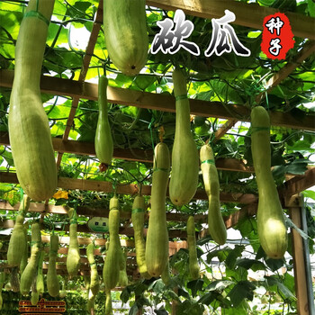凤鸣雅世砍瓜种子种籽吊瓜奇异爬藤南瓜观赏春夏秋季阳台菜园蔬菜种孑菜籽瓜种籽菜籽老鼠瓜藤藤蔓蔬菜孑砍瓜种子10粒袋批发价 图片价格品牌报价 京东