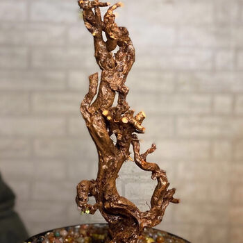 羊蹄甲金丝老桩花卉绿植盆景盆栽庭院四季常青舍利碳化镂空麦桑荷