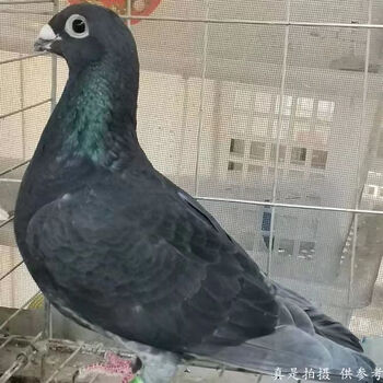 赛鸽成绩鸽价格报价行情- 京东
