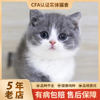 宠约约宠物猫猫活体猫咪活体纯种英短蓝白英国短毛猫矮脚蓝白猫活体猫幼崽猫猫猫咪活体英短蓝白 特价 英短蓝白加客服选猫哦 图片价格品牌报价 京东