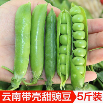 豌豆新鲜青豆带壳5斤云南农家豌豆荚青豌豆粒甜豆荷兰豆新鲜蔬菜 图片价格品牌报价 京东