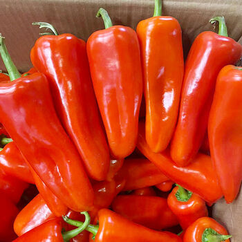 新鲜现摘大红椒泡椒大尖椒微辣灯笼椒农家辣椒 新鲜红菜椒大果 2斤装