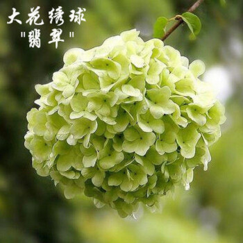 绣球老桩花苗盆栽耐寒室内阳台庭院大花花卉植物22翡翠20年老桩2颗